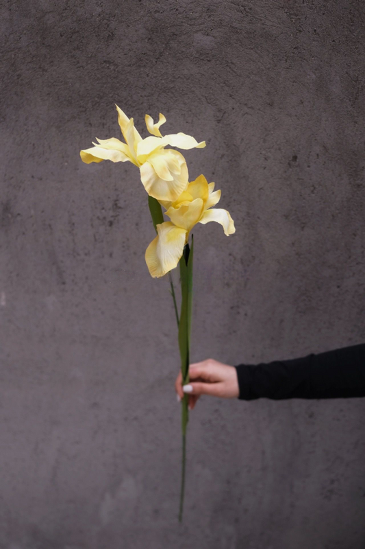 Yellow Iris Daffodil