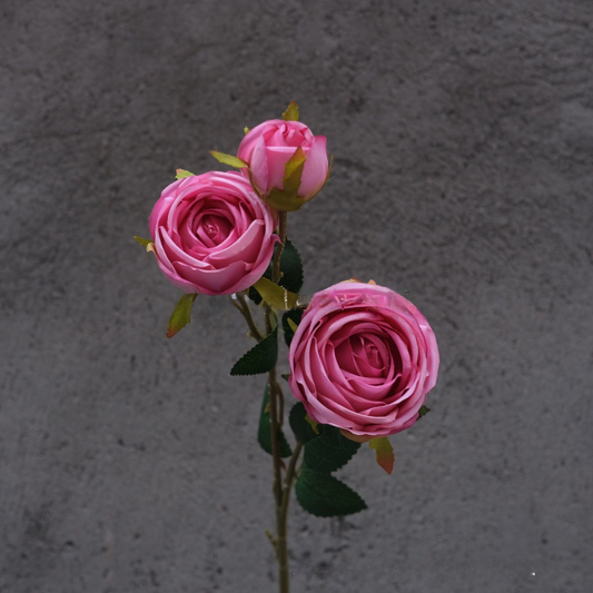 Light Pink European Rose